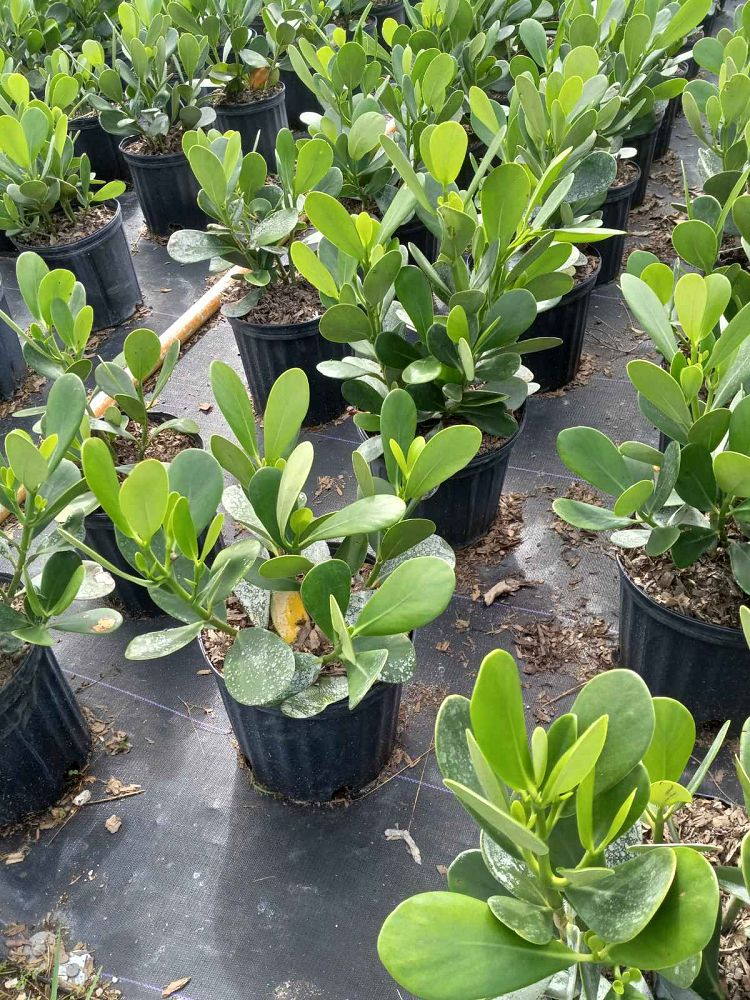 clusia-guttifera-small-leaf-clusia
