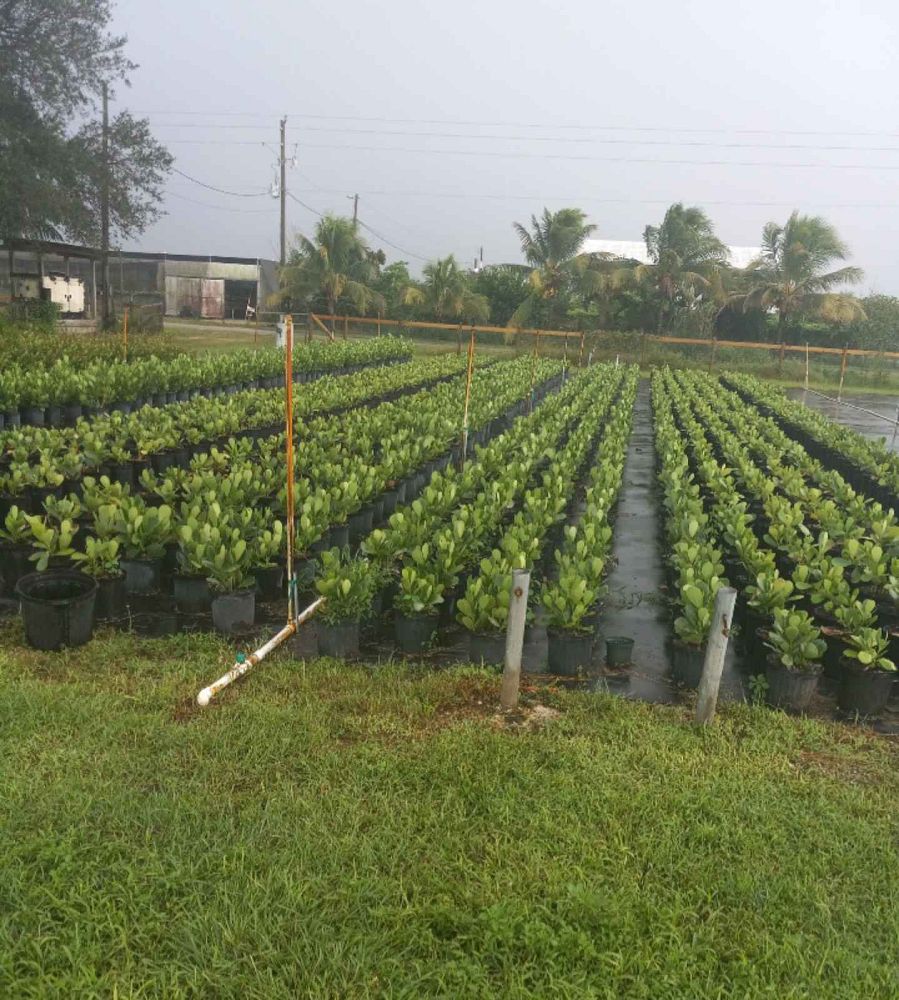 clusia-guttifera-small-leaf-clusia