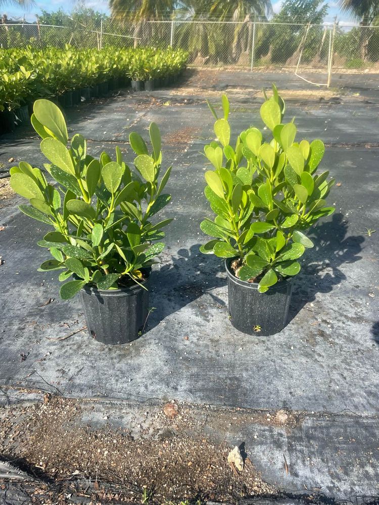 clusia-guttifera-small-leaf-clusia