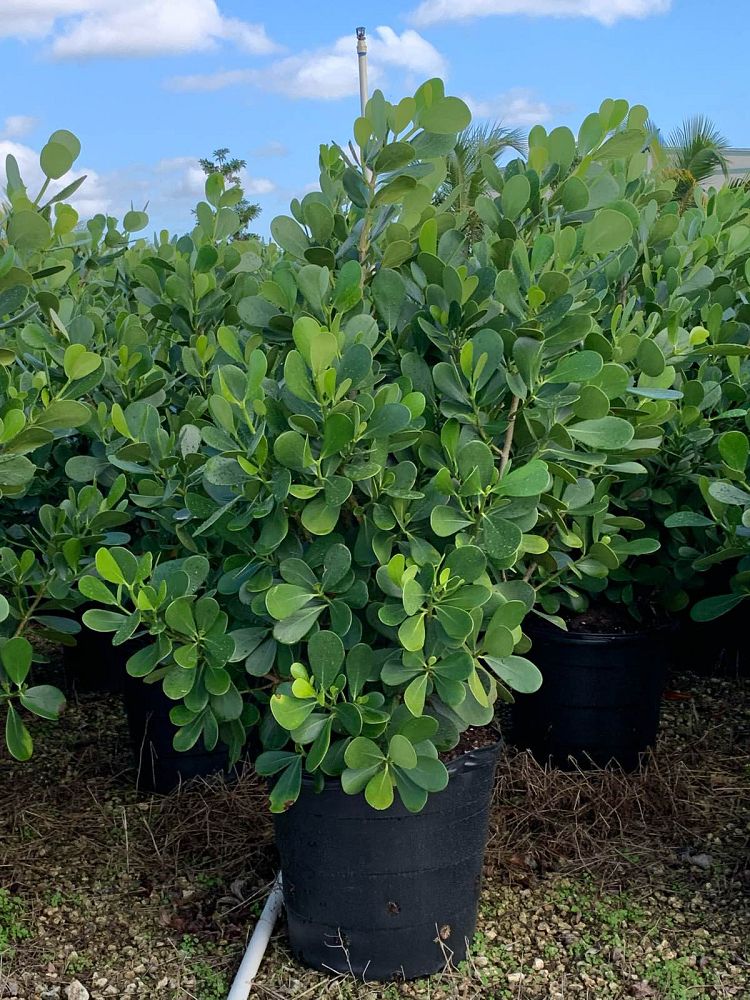 clusia-guttifera-small-leaf-clusia
