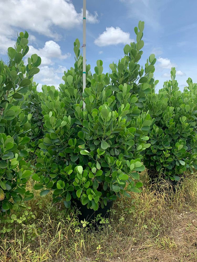 clusia-guttifera-small-leaf-clusia