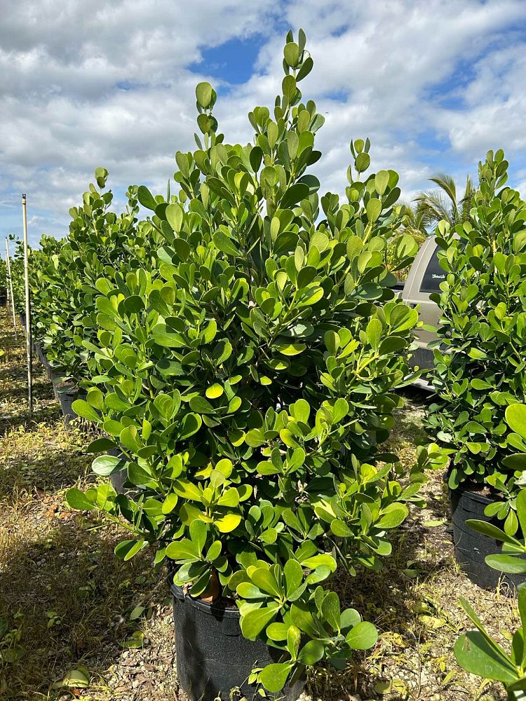 clusia-guttifera-small-leaf-clusia