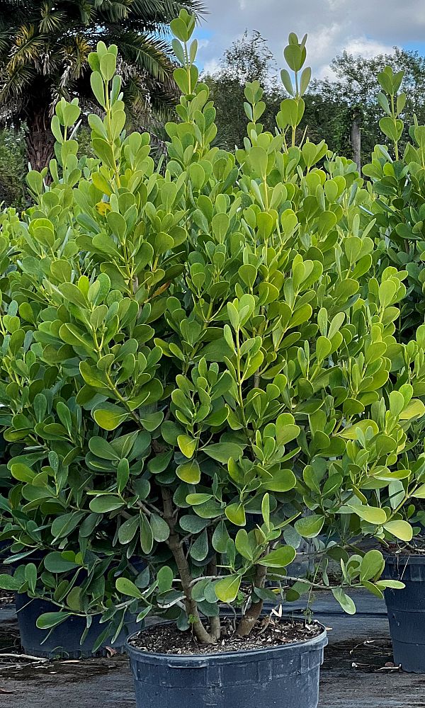 clusia-guttifera-small-leaf-clusia