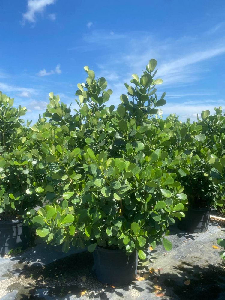 clusia-guttifera-small-leaf-clusia