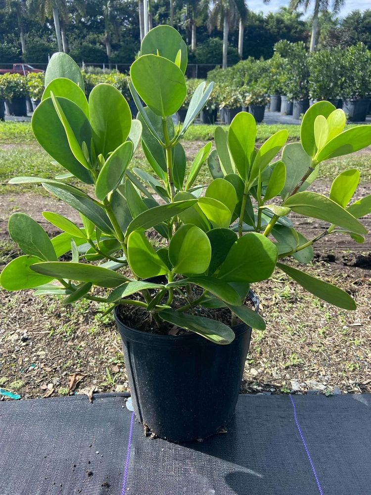 clusia-guttifera-small-leaf-clusia