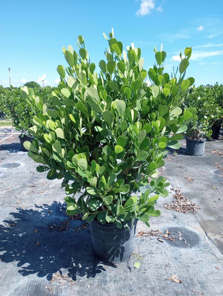 clusia-guttifera-small-leaf-clusia