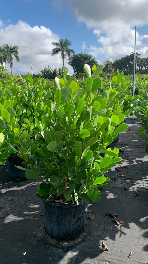 clusia-guttifera-small-leaf-clusia