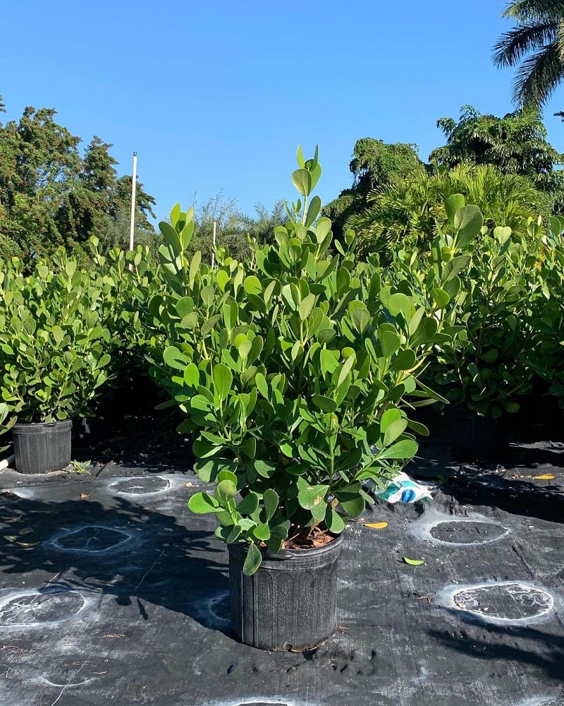 clusia-guttifera-small-leaf-clusia