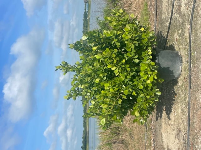 clusia-guttifera-small-leaf-clusia
