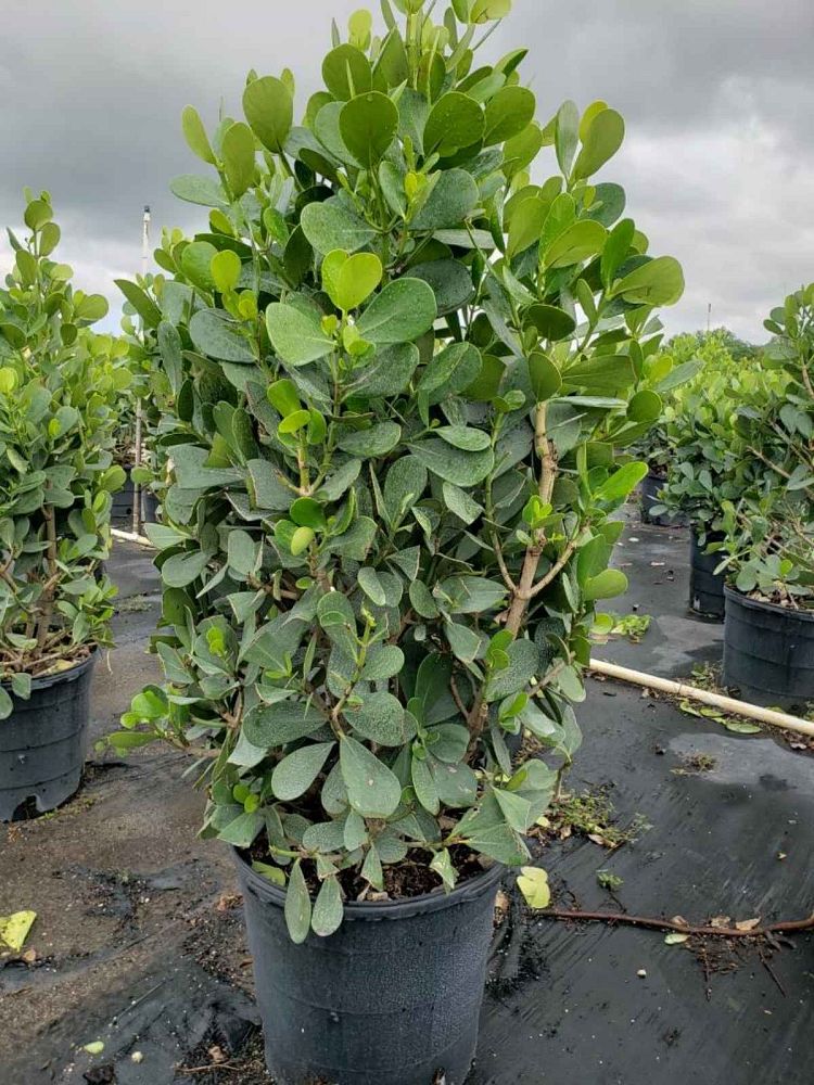 clusia-guttifera-small-leaf-clusia
