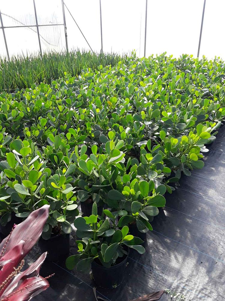 clusia-guttifera-small-leaf-clusia