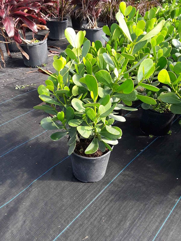 clusia-guttifera-small-leaf-clusia