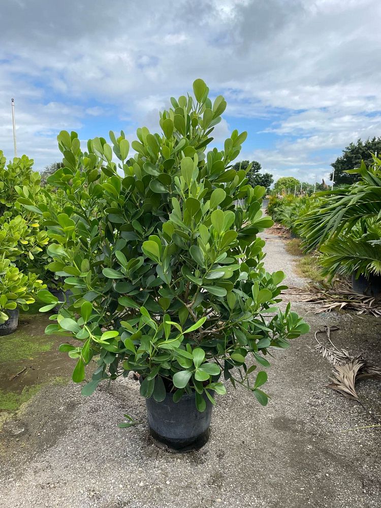 clusia-guttifera-small-leaf-clusia