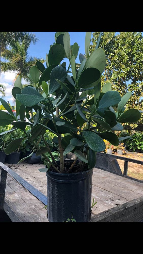 clusia-guttifera-small-leaf-clusia