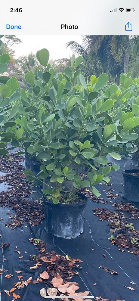 clusia-guttifera-small-leaf-clusia