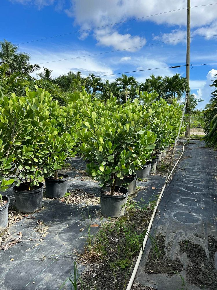 clusia-guttifera-small-leaf-clusia