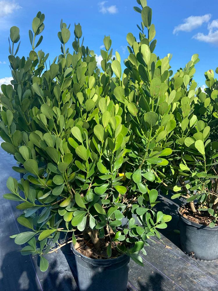 clusia-guttifera-small-leaf-clusia