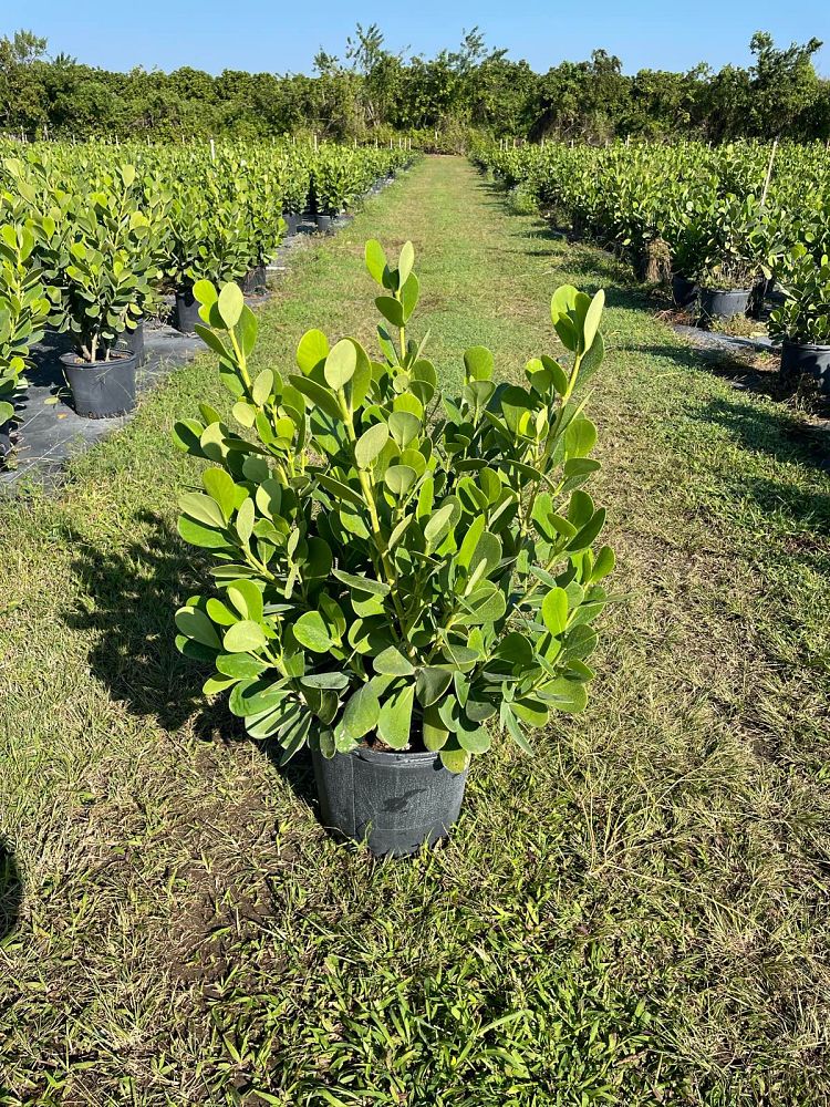 clusia-guttifera-small-leaf-clusia