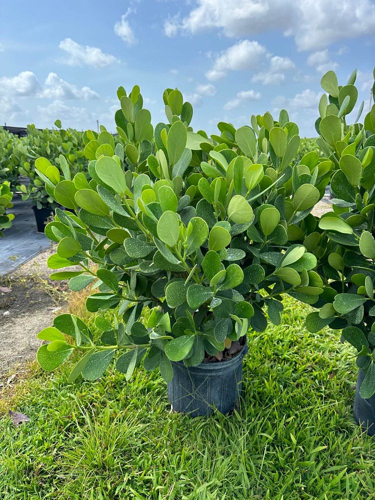 clusia-guttifera-small-leaf-clusia