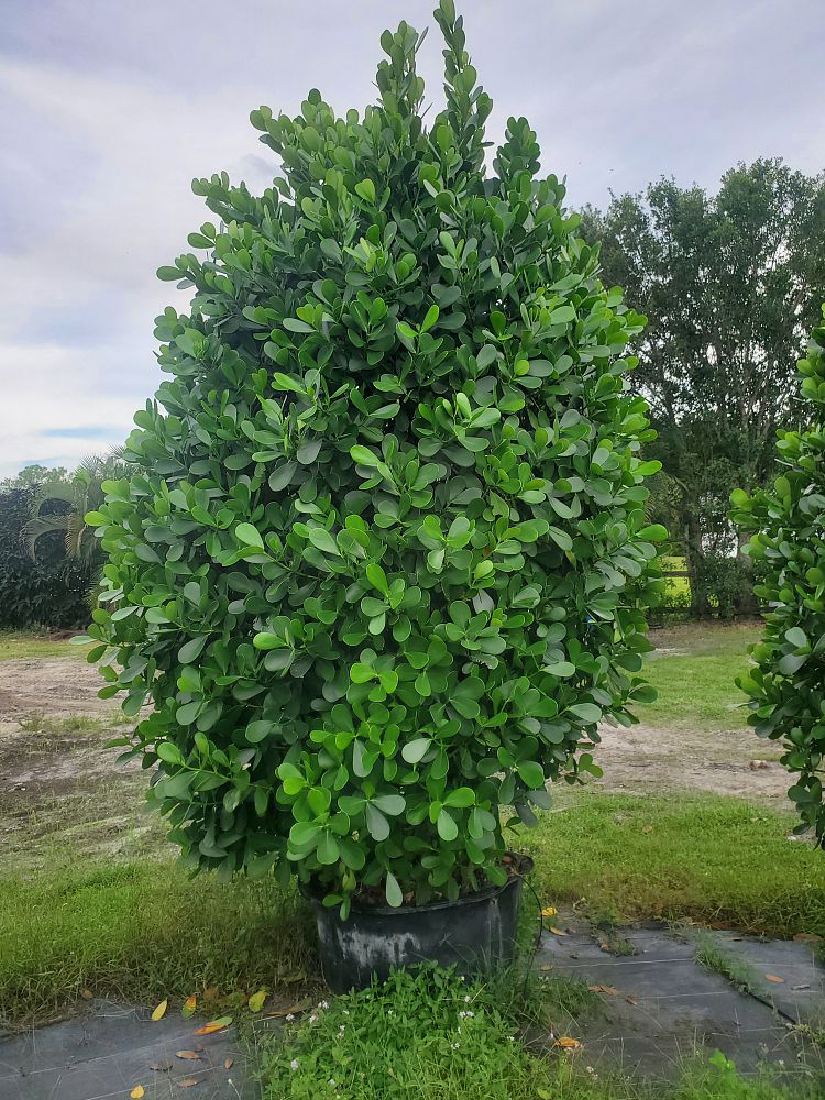 clusia-guttifera-small-leaf-clusia
