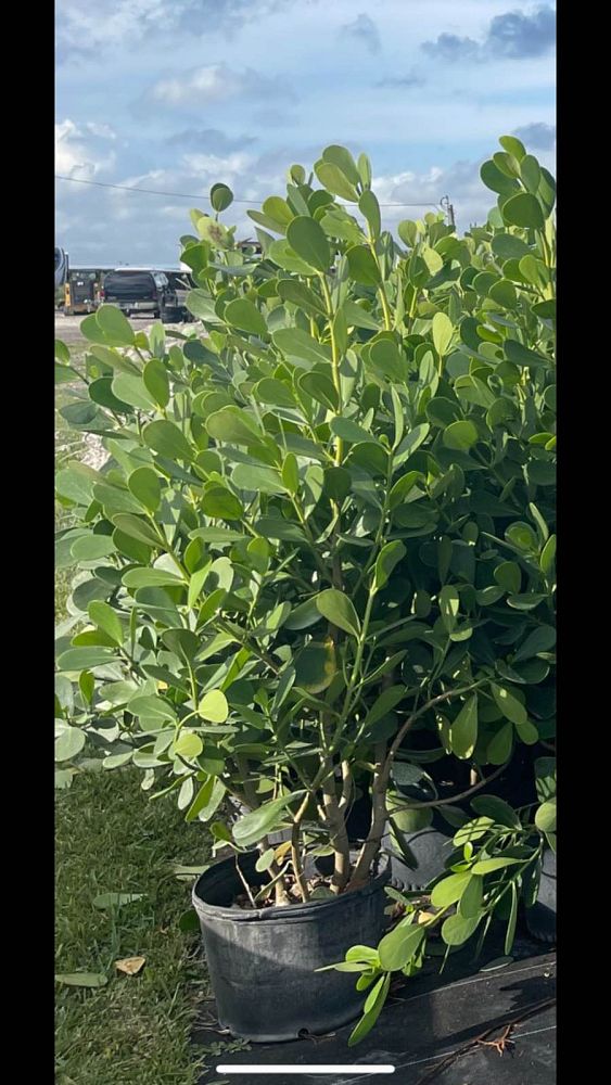 clusia-guttifera-small-leaf-clusia