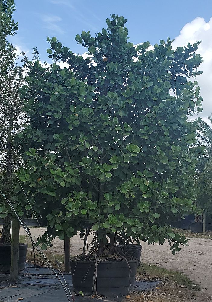 clusia-guttifera-small-leaf-clusia
