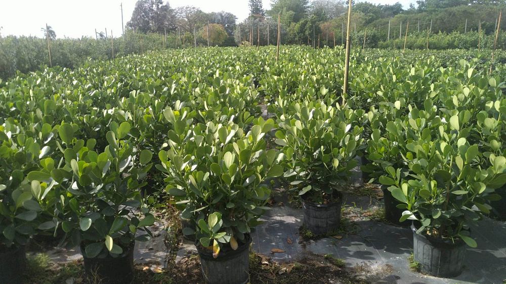 clusia-guttifera-small-leaf-clusia