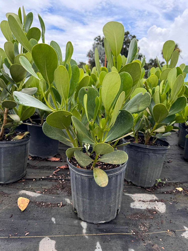clusia-guttifera-small-leaf-clusia