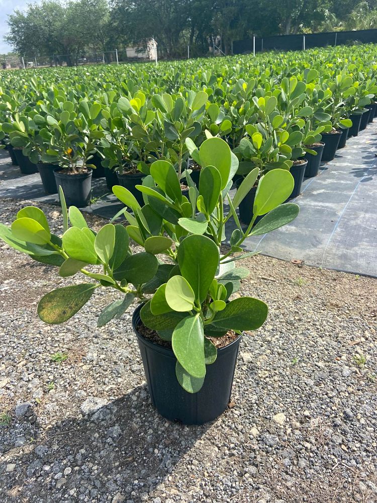 clusia-guttifera-small-leaf-clusia