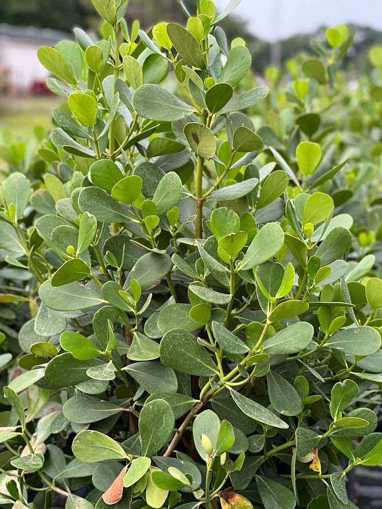 clusia-guttifera-small-leaf-clusia