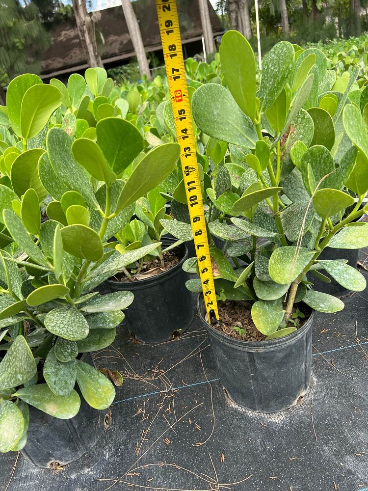 clusia-guttifera-small-leaf-clusia