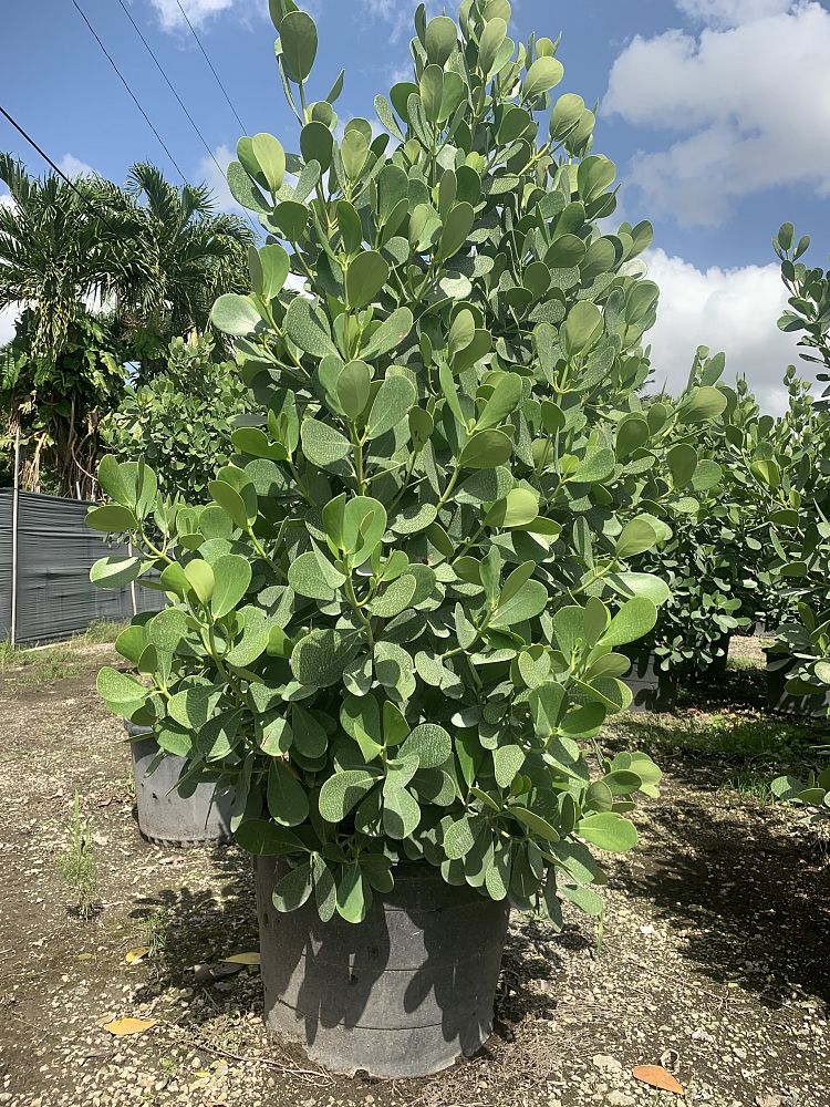 clusia-guttifera-small-leaf-clusia