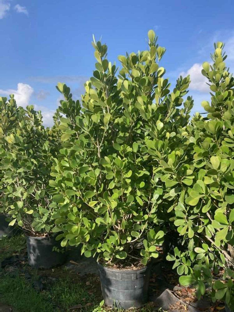 clusia-guttifera-small-leaf-clusia