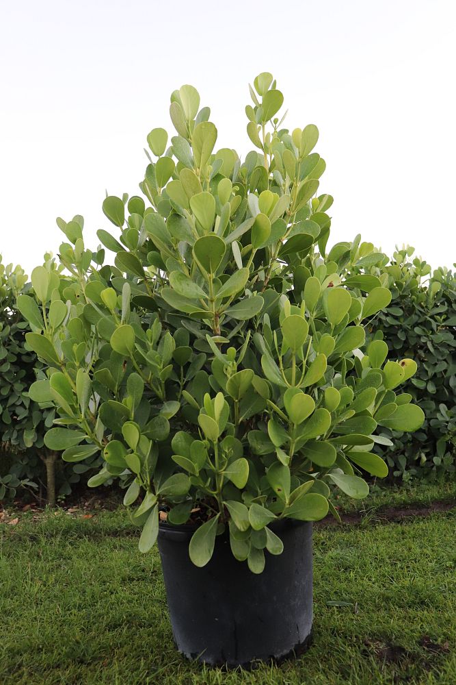clusia-guttifera-small-leaf-clusia
