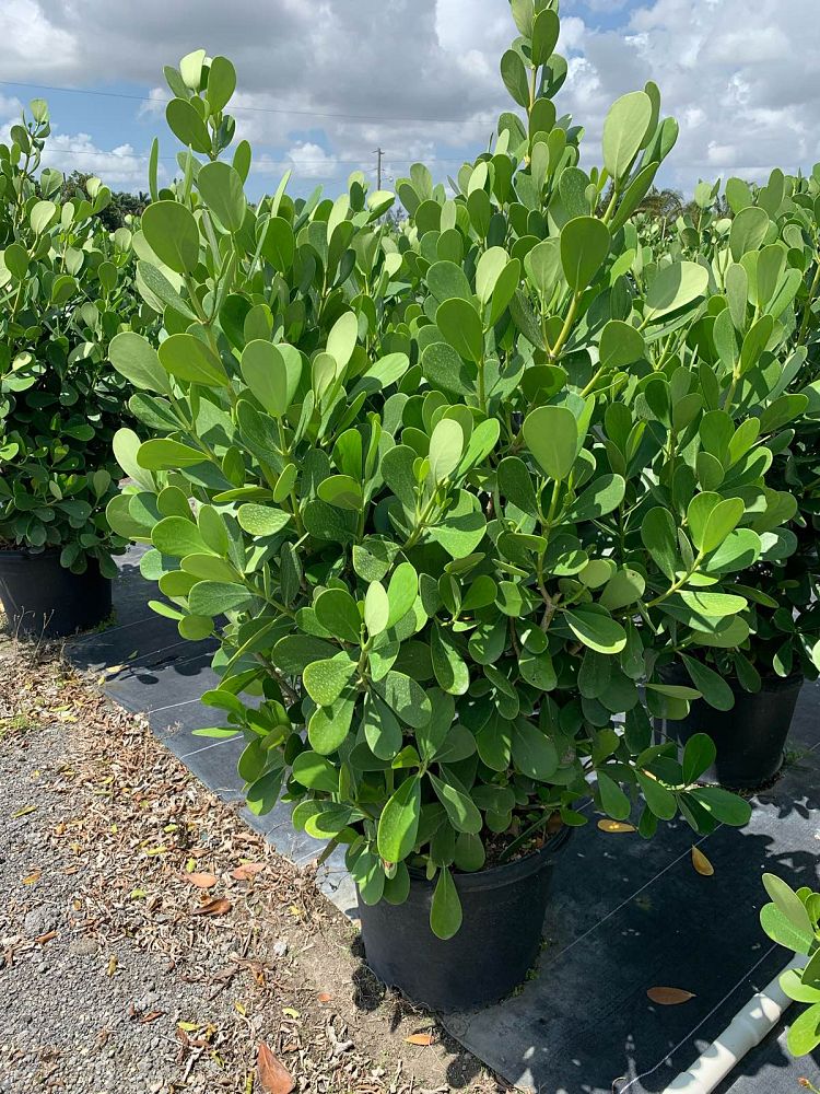 clusia-guttifera-small-leaf-clusia