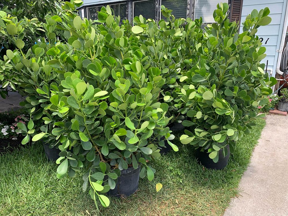 clusia-guttifera-small-leaf-clusia
