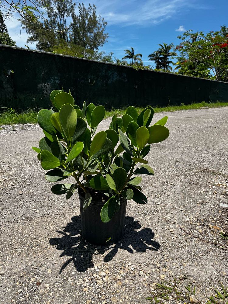 clusia-guttifera-small-leaf-clusia