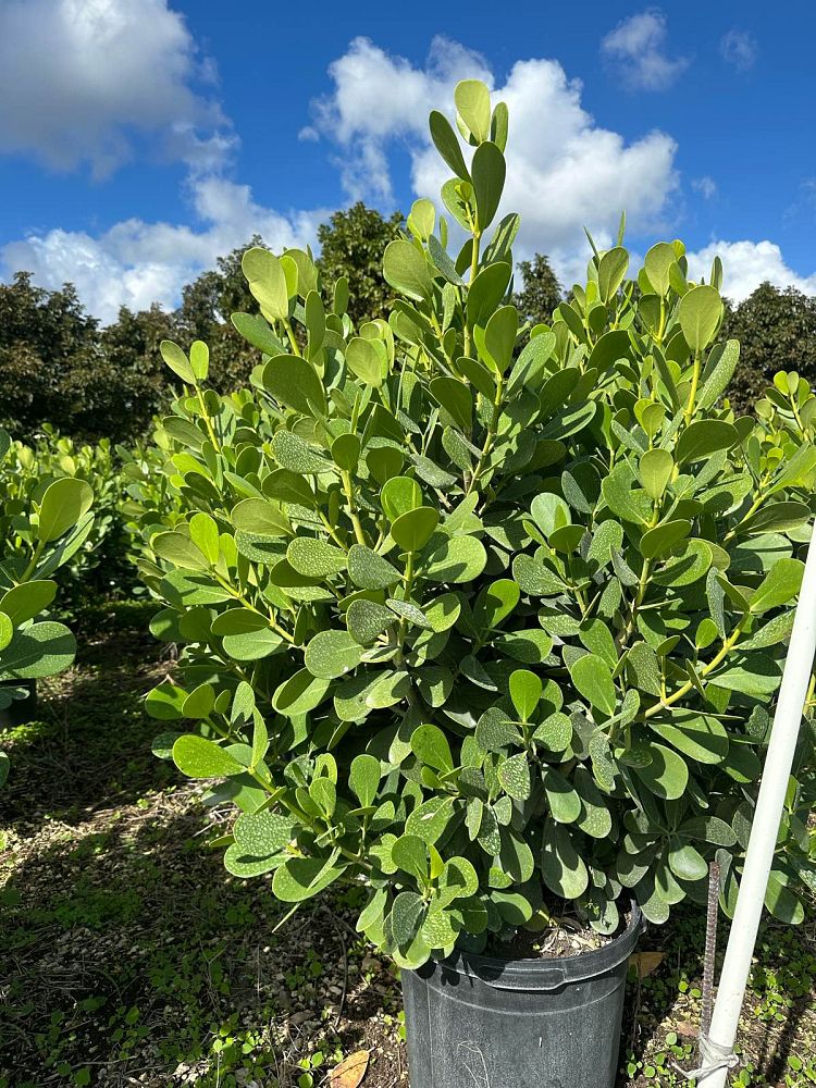 clusia-guttifera-small-leaf-clusia