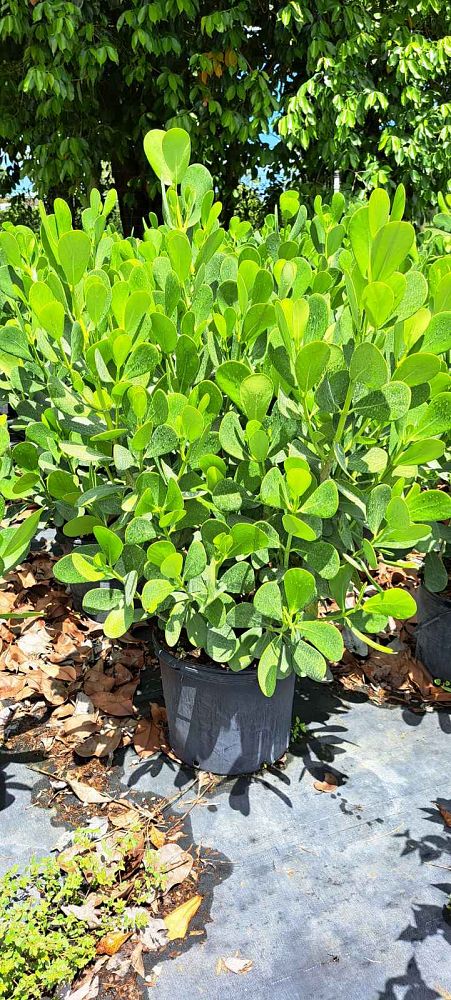 clusia-guttifera-small-leaf-clusia