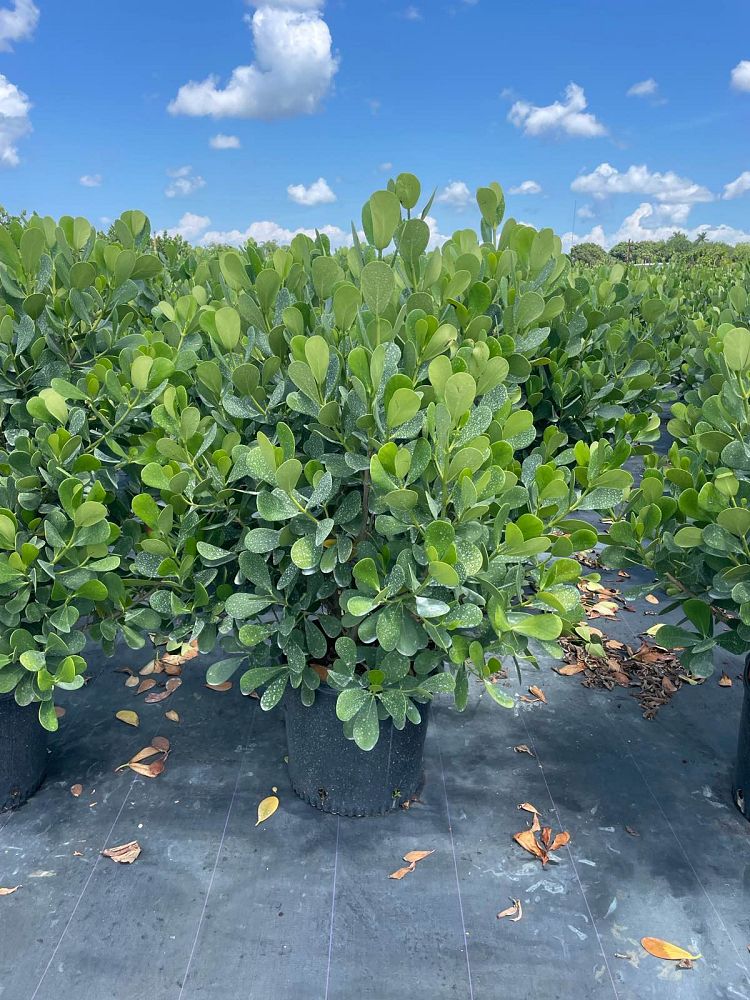 clusia-guttifera-small-leaf-clusia