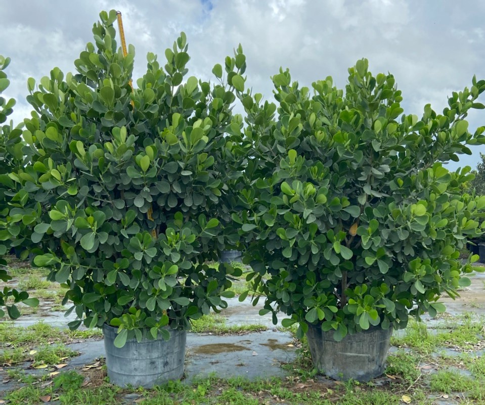 clusia-guttifera-small-leaf-clusia