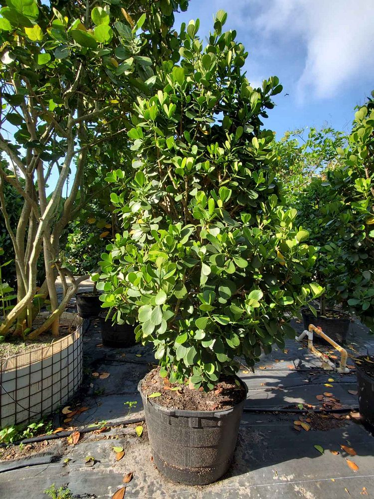 clusia-guttifera-small-leaf-clusia