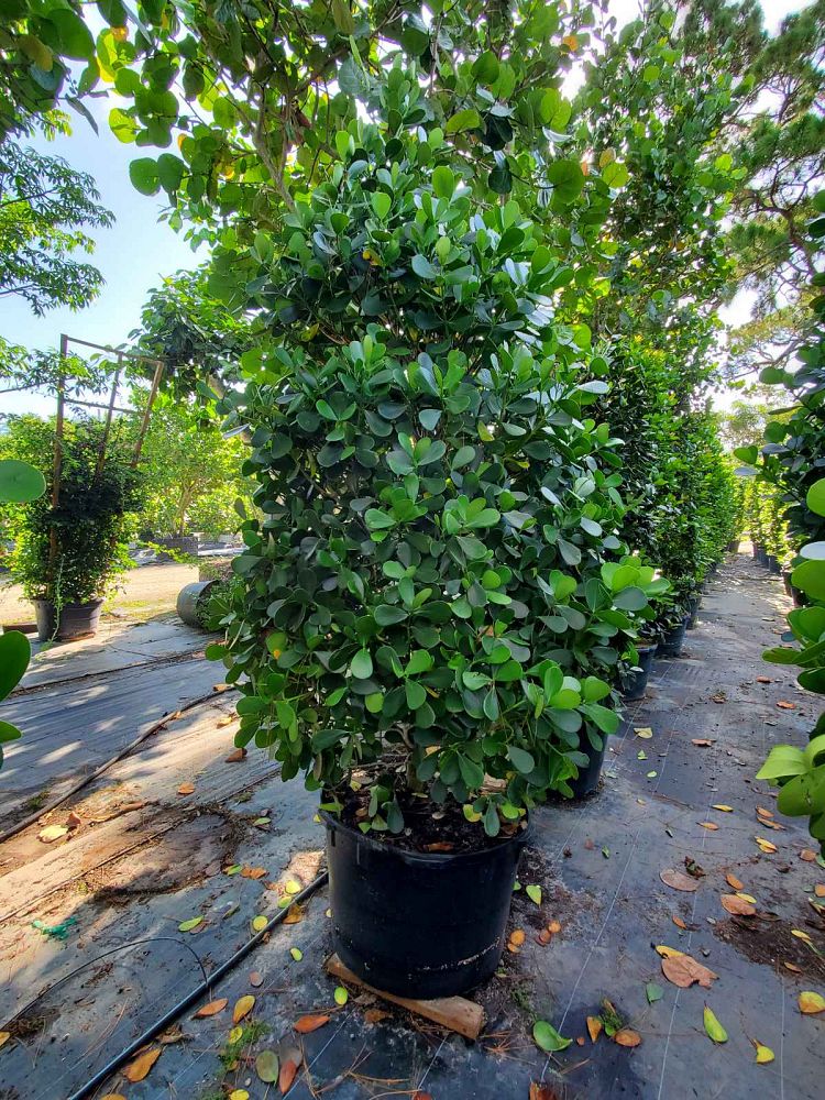 clusia-guttifera-small-leaf-clusia