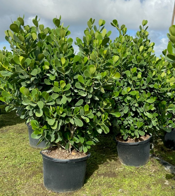 clusia-guttifera-small-leaf-clusia