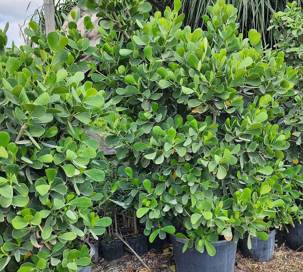 clusia-guttifera-small-leaf-clusia
