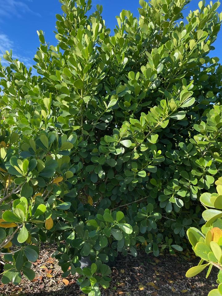 clusia-guttifera-small-leaf-clusia