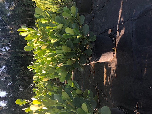 clusia-guttifera-small-leaf-clusia