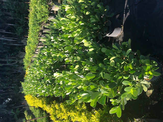 clusia-guttifera-small-leaf-clusia