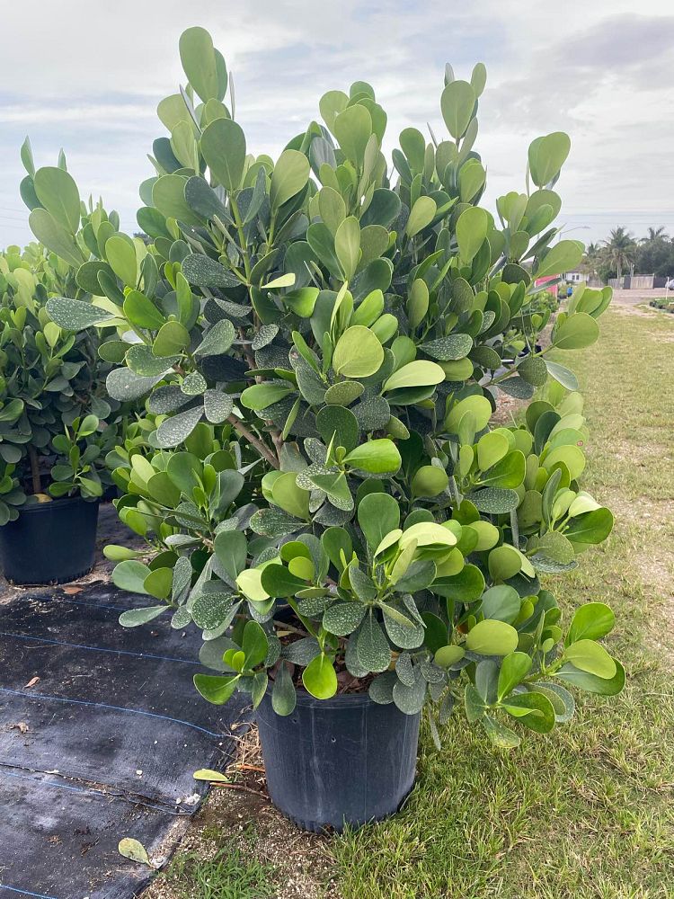 clusia-guttifera-small-leaf-clusia