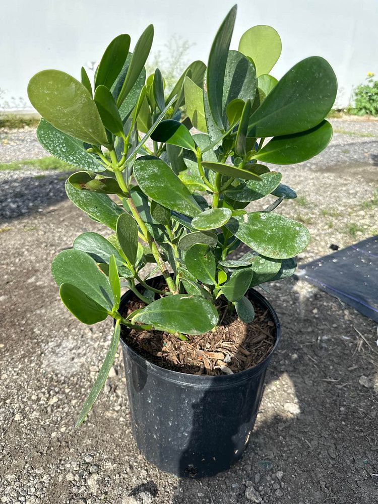 clusia-guttifera-small-leaf-clusia